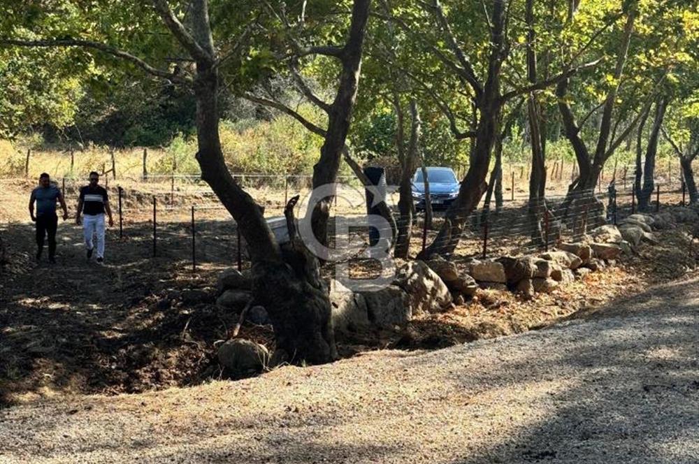 ÇANAKKALE BAYRAMİÇ KARINCALIK KÖYÜ 500 M2 TARLA