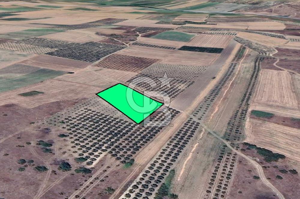 KARACABEY/SULTANİYE 'DE SATILIK MÜSTAKİL ARAZİ