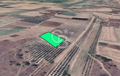 KARACABEY/SULTANİYE 'DE SATILIK MÜSTAKİL ARAZİ