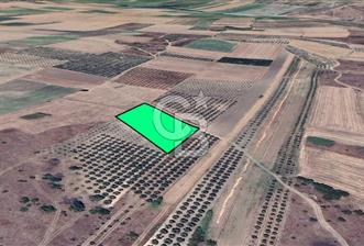 KARACABEY/SULTANİYE 'DE SATILIK MÜSTAKİL ARAZİ - 10 - 342927