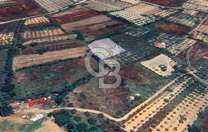 Muğla Menteşe Akkaya Satılık 1453 m² Tarla 