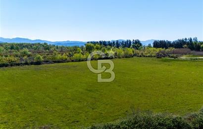 Muğla Köyceğiz Toparlar Mahallesinde 6.5 dönüm müstakil tapulu tarla