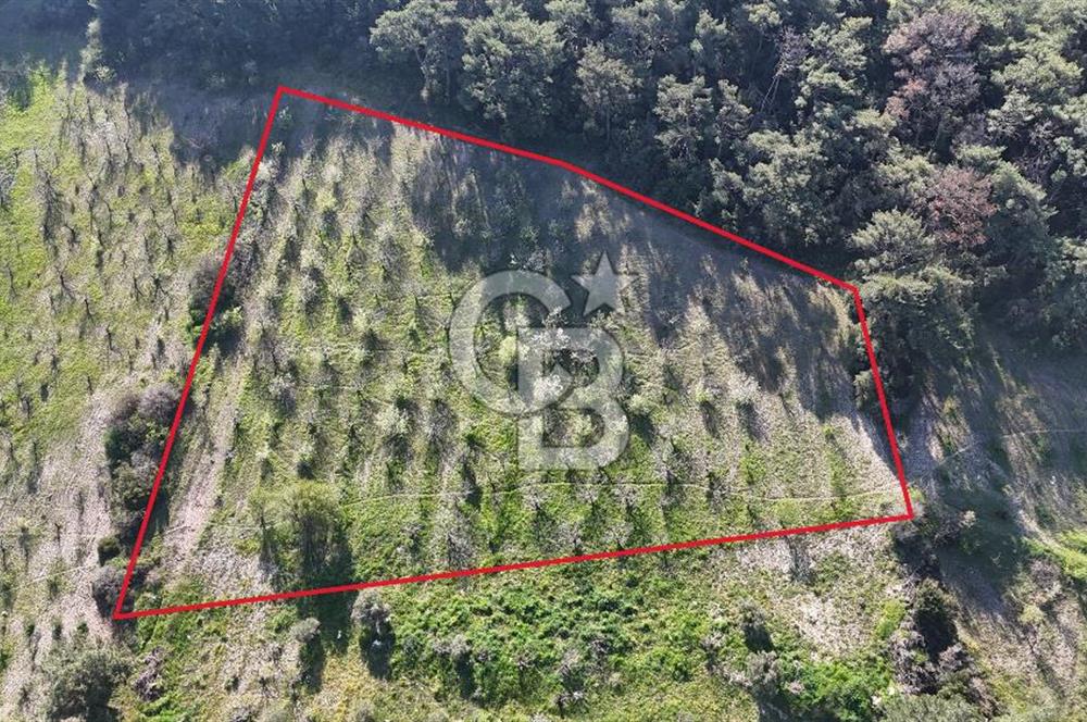 İzmir bornova karaçamda satılık müstakil tarla