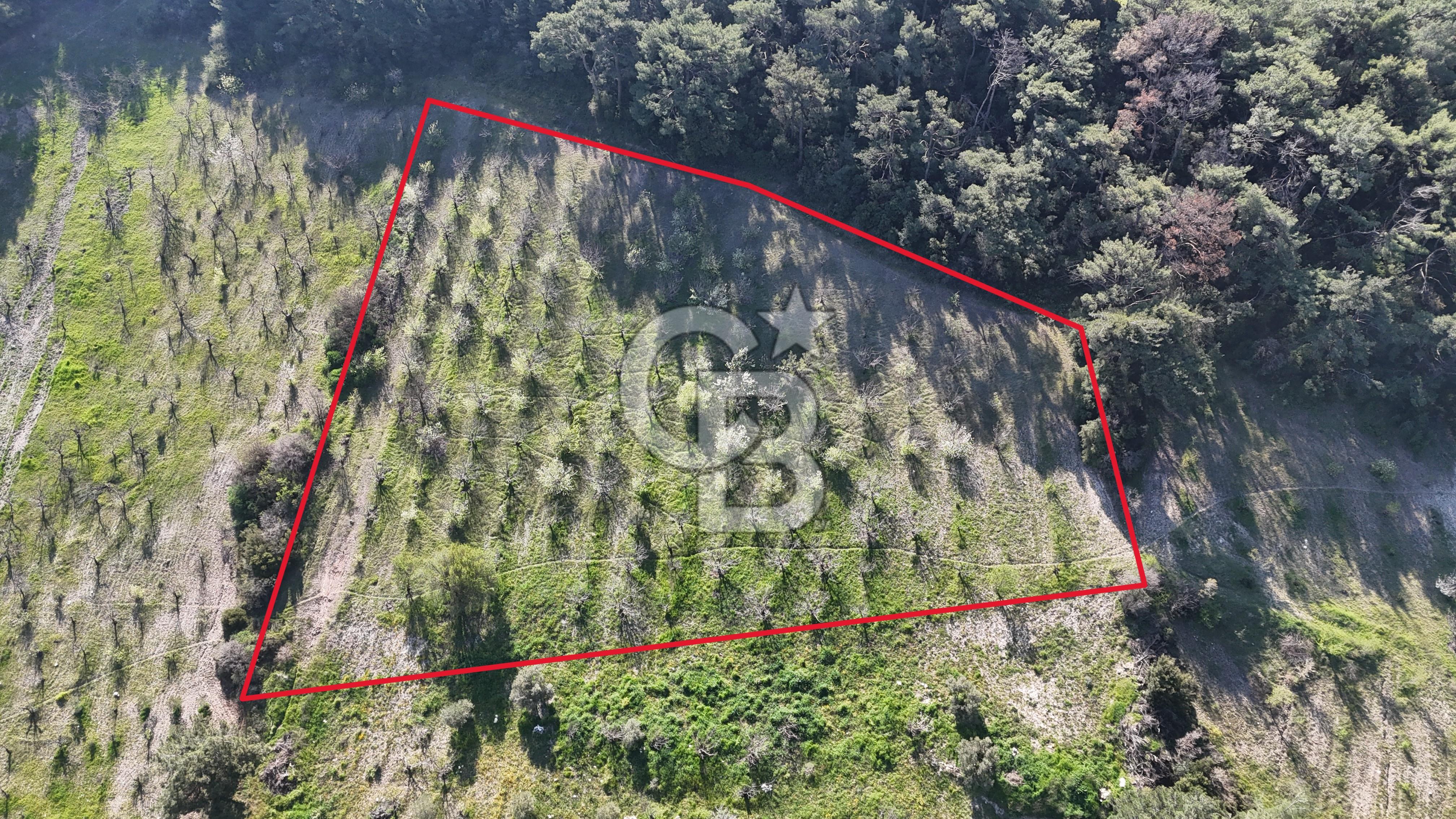 İzmir bornova karaçamda satılık müstakil tarla