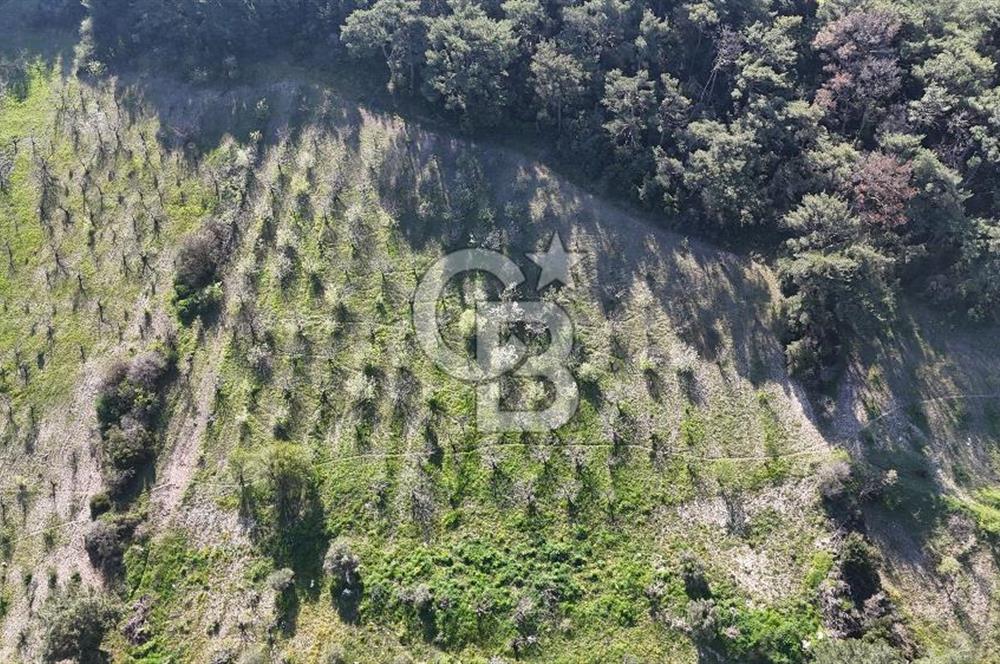 İzmir bornova karaçamda satılık müstakil tarla