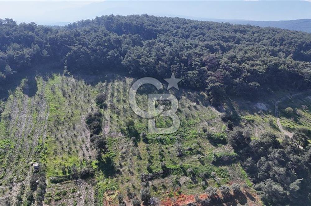 İzmir bornova karaçamda satılık müstakil tarla