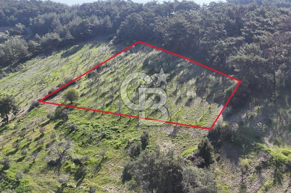 İzmir bornova karaçamda satılık müstakil tarla