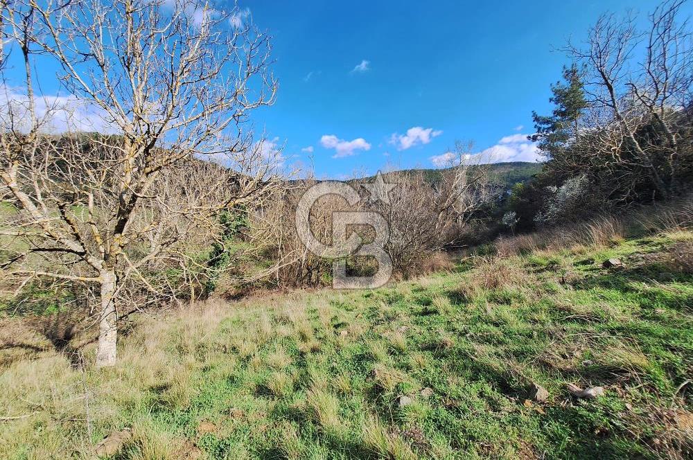 Bayramiç Toluklar'da Akarsu Kenarında Satılık 4.351 m² Bahçe