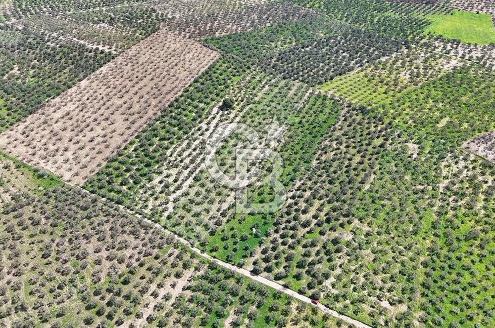 ÇANAKKALE EZİNE BOZKÖYDE 10 DÖNÜM ZEYTİNLİK