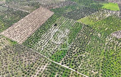 ÇANAKKALE EZİNE BOZKÖYDE 10 DÖNÜM ZEYTİNLİK