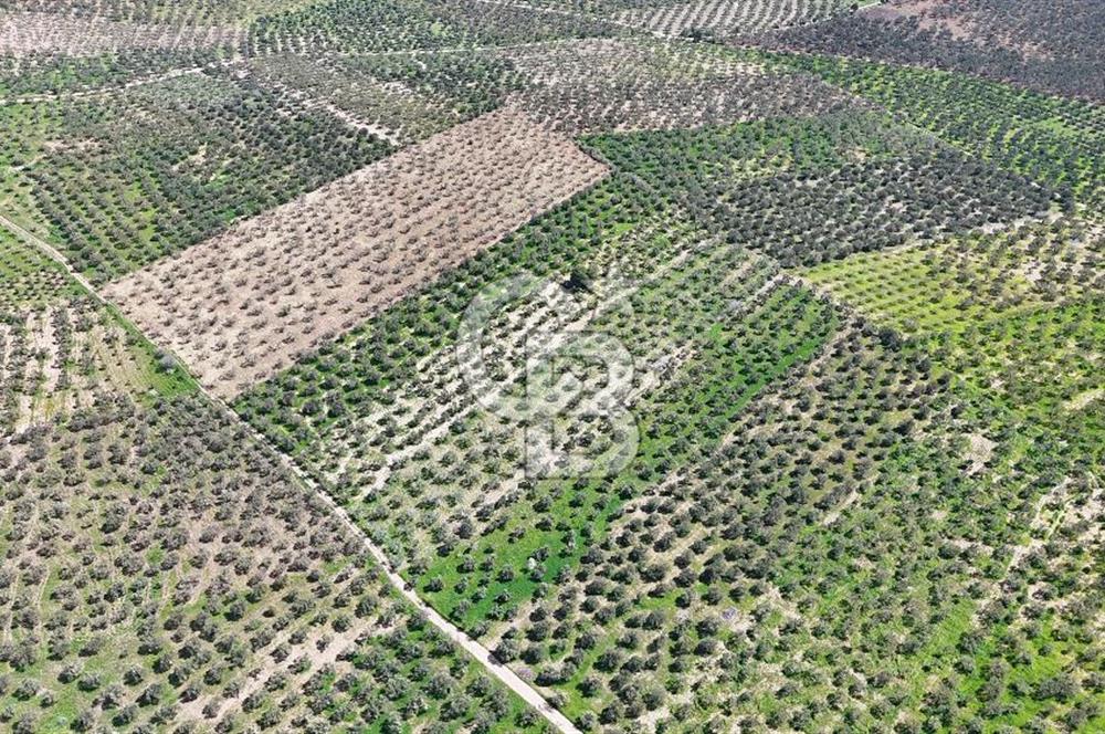 ÇANAKKALE EZİNE BOZKÖYDE 10 DÖNÜM ZEYTİNLİK