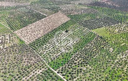 ÇANAKKALE EZİNE BOZKÖYDE 10 DÖNÜM ZEYTİNLİK