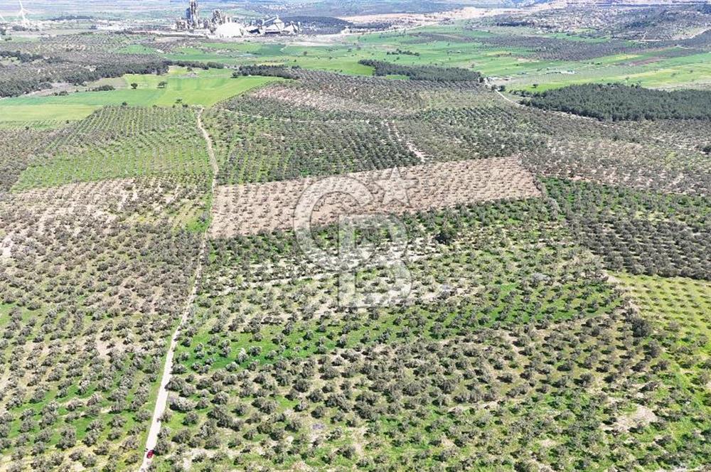 ÇANAKKALE EZİNE BOZKÖYDE 10 DÖNÜM ZEYTİNLİK
