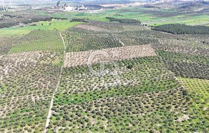 ÇANAKKALE EZİNE BOZKÖYDE 10 DÖNÜM ZEYTİNLİK