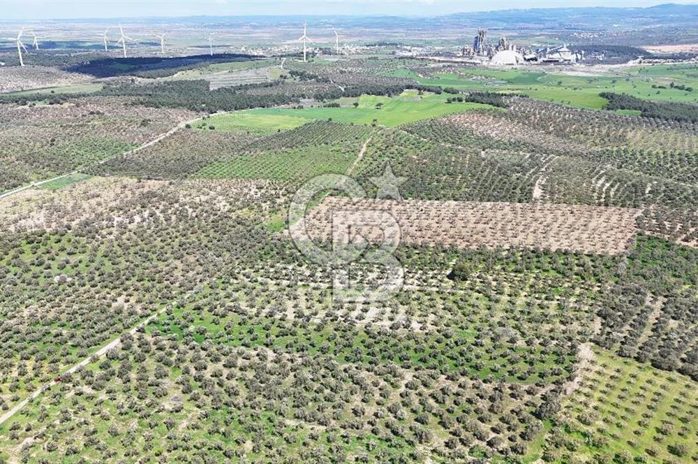 ÇANAKKALE EZİNE BOZKÖYDE 10 DÖNÜM ZEYTİNLİK