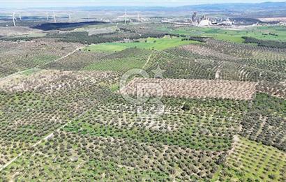 ÇANAKKALE EZİNE BOZKÖYDE 10 DÖNÜM ZEYTİNLİK