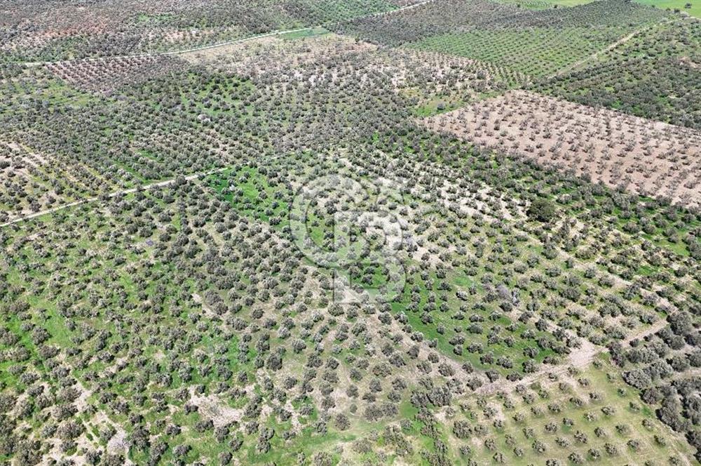 ÇANAKKALE EZİNE BOZKÖYDE 10 DÖNÜM ZEYTİNLİK