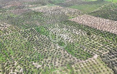 ÇANAKKALE EZİNE BOZKÖYDE 10 DÖNÜM ZEYTİNLİK
