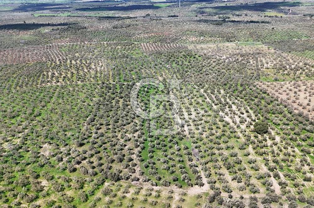 ÇANAKKALE EZİNE BOZKÖYDE 10 DÖNÜM ZEYTİNLİK