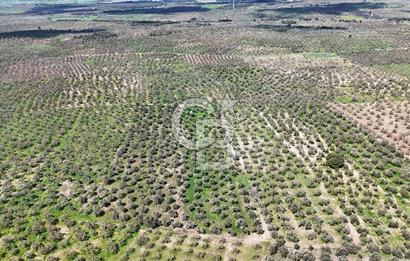 ÇANAKKALE EZİNE BOZKÖYDE 10 DÖNÜM ZEYTİNLİK