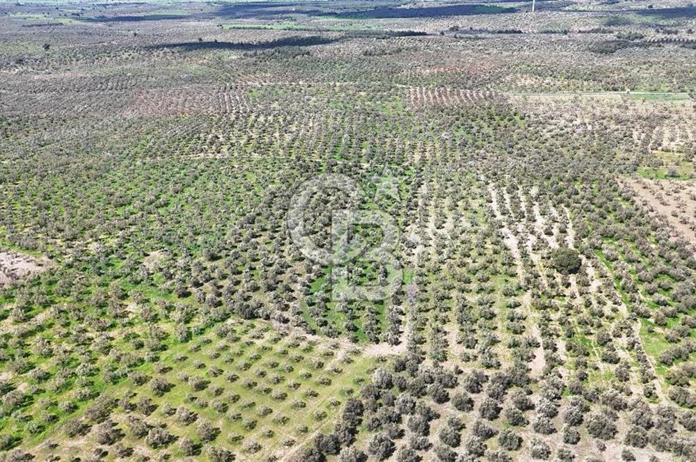 ÇANAKKALE EZİNE BOZKÖYDE 10 DÖNÜM ZEYTİNLİK