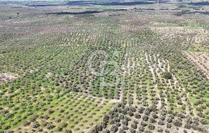ÇANAKKALE EZİNE BOZKÖYDE 10 DÖNÜM ZEYTİNLİK