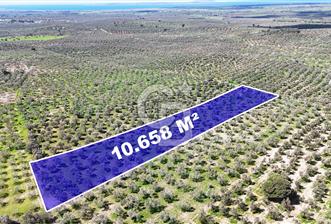 ÇANAKKALE EZİNE BOZKÖYDE 10 DÖNÜM ZEYTİNLİK - 6 - 343001