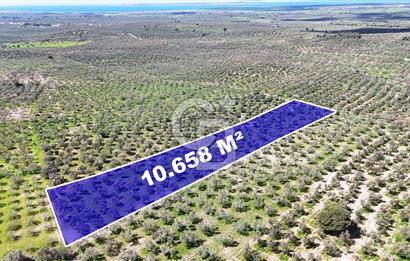 ÇANAKKALE EZİNE BOZKÖYDE 10 DÖNÜM ZEYTİNLİK