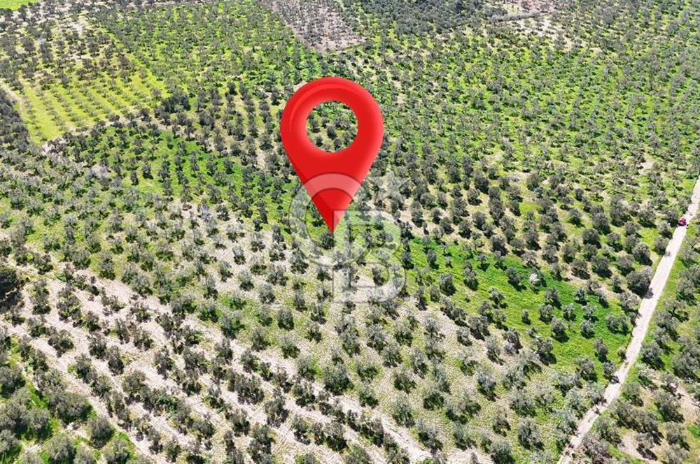 ÇANAKKALE EZİNE BOZKÖYDE 10 DÖNÜM ZEYTİNLİK