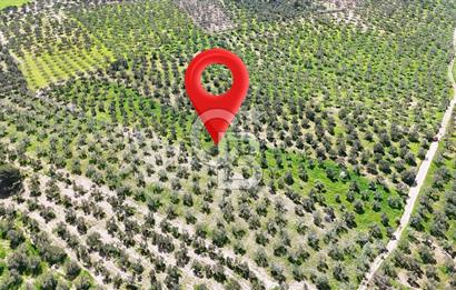 ÇANAKKALE EZİNE BOZKÖYDE 10 DÖNÜM ZEYTİNLİK