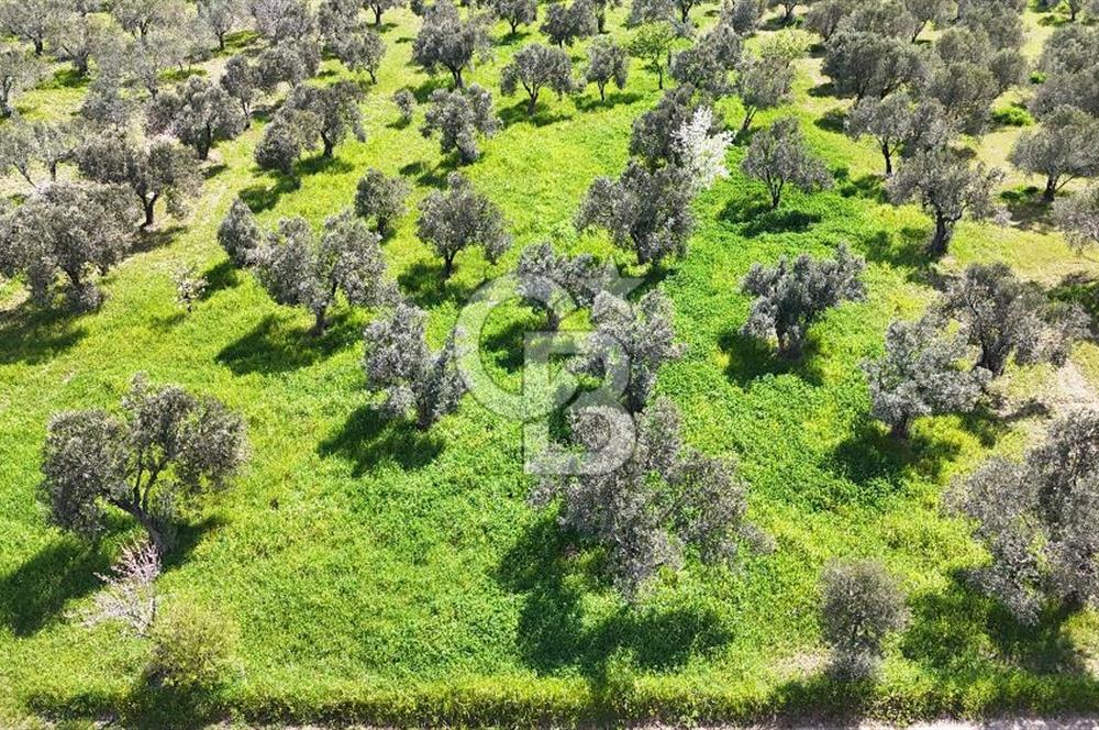 ÇANAKKALE EZİNE BOZKÖYDE 10 DÖNÜM ZEYTİNLİK