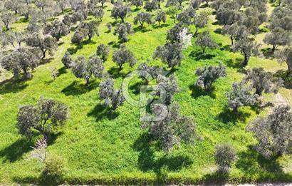 ÇANAKKALE EZİNE BOZKÖYDE 10 DÖNÜM ZEYTİNLİK