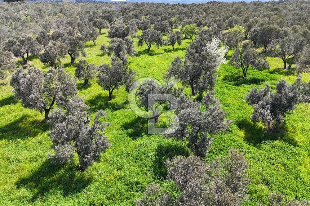 ÇANAKKALE EZİNE BOZKÖYDE 10 DÖNÜM ZEYTİNLİK