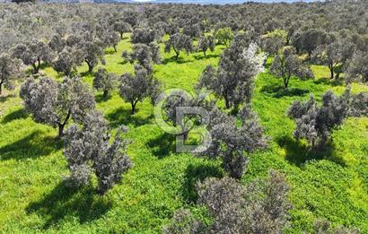 ÇANAKKALE EZİNE BOZKÖYDE 10 DÖNÜM ZEYTİNLİK