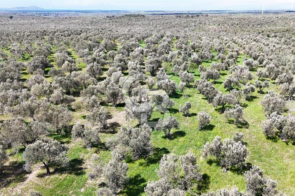 ÇANAKKALE EZİNE BOZKÖYDE 10 DÖNÜM ZEYTİNLİK