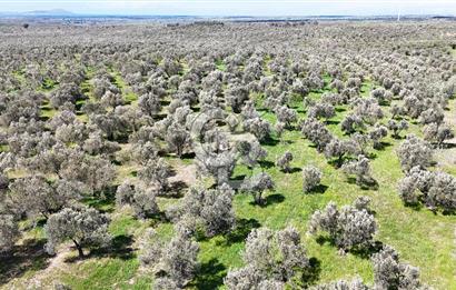 ÇANAKKALE EZİNE BOZKÖYDE 10 DÖNÜM ZEYTİNLİK