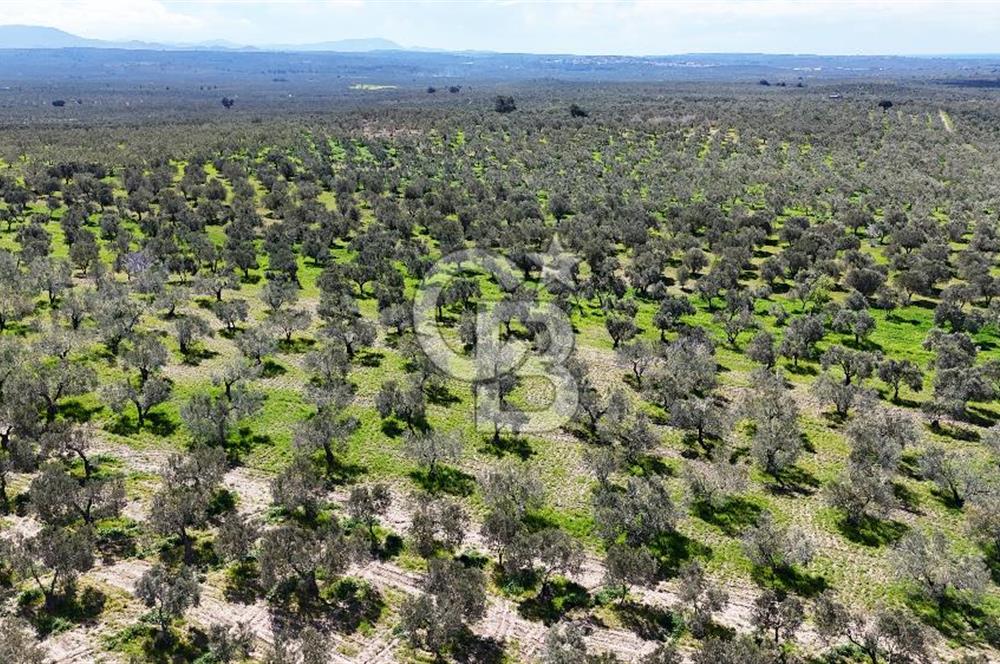 ÇANAKKALE EZİNE BOZKÖYDE 10 DÖNÜM ZEYTİNLİK