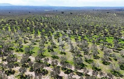 ÇANAKKALE EZİNE BOZKÖYDE 10 DÖNÜM ZEYTİNLİK