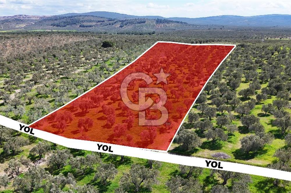 ÇANAKKALE EZİNE BOZKÖYDE 10 DÖNÜM ZEYTİNLİK