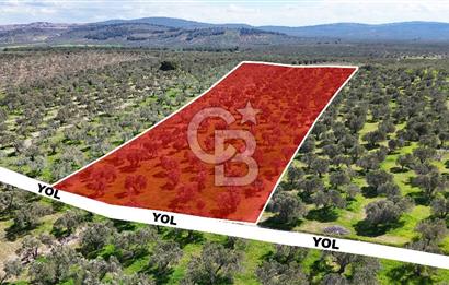 ÇANAKKALE EZİNE BOZKÖYDE 10 DÖNÜM ZEYTİNLİK