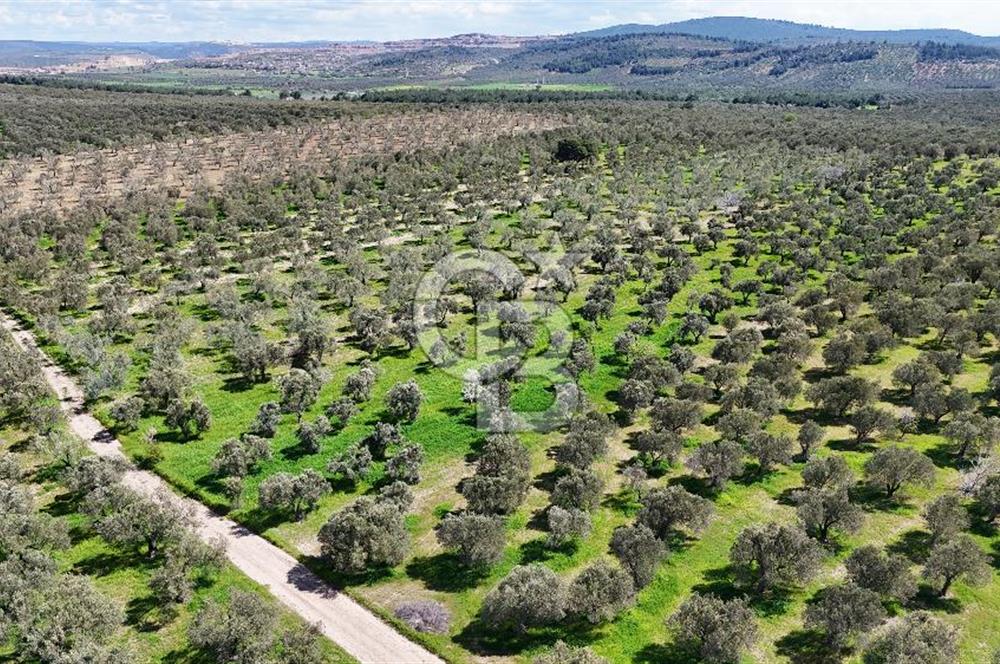 ÇANAKKALE EZİNE BOZKÖYDE 10 DÖNÜM ZEYTİNLİK