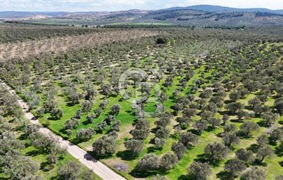 ÇANAKKALE EZİNE BOZKÖYDE 10 DÖNÜM ZEYTİNLİK