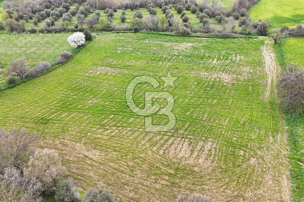 Çanakkale Ezine Akköy 7.500 m2 Köye Yakın Satılık Tarla