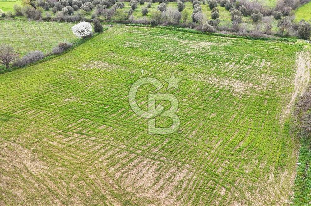 Çanakkale Ezine Akköy 7.500 m2 Köye Yakın Satılık Tarla