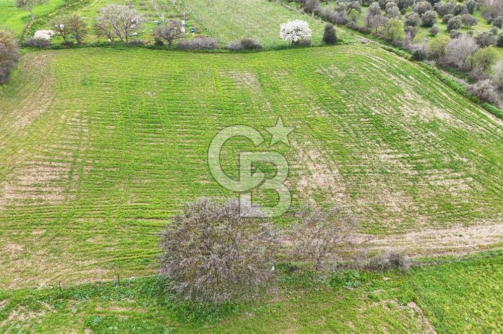 Çanakkale Ezine Akköy 7.500 m2 Köye Yakın Satılık Tarla