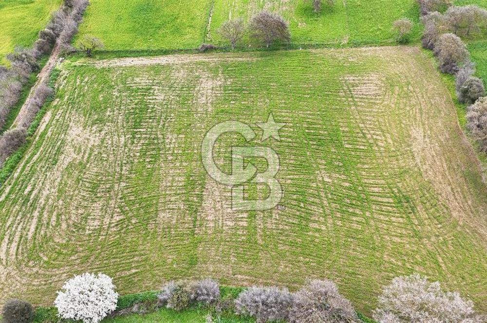 Çanakkale Ezine Akköy 7.500 m2 Köye Yakın Satılık Tarla