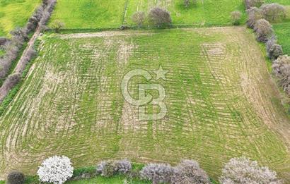 Çanakkale Ezine Akköy 7.500 m2 Köye Yakın Satılık Tarla
