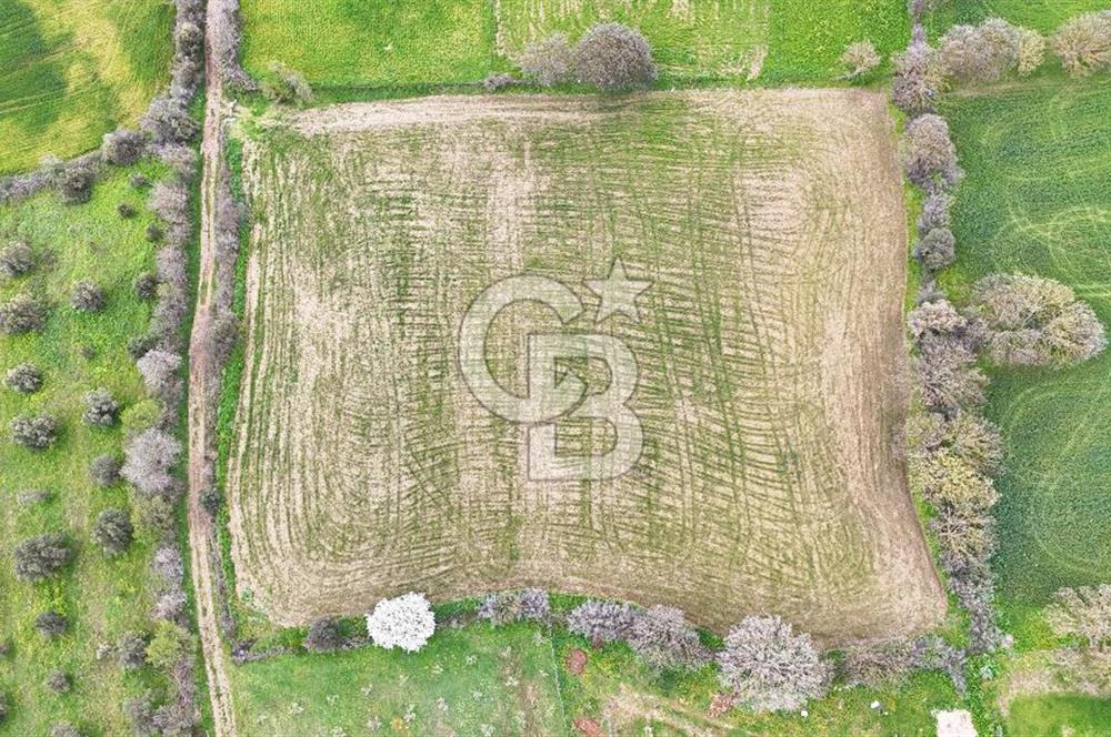 Çanakkale Ezine Akköy 7.500 m2 Köye Yakın Satılık Tarla