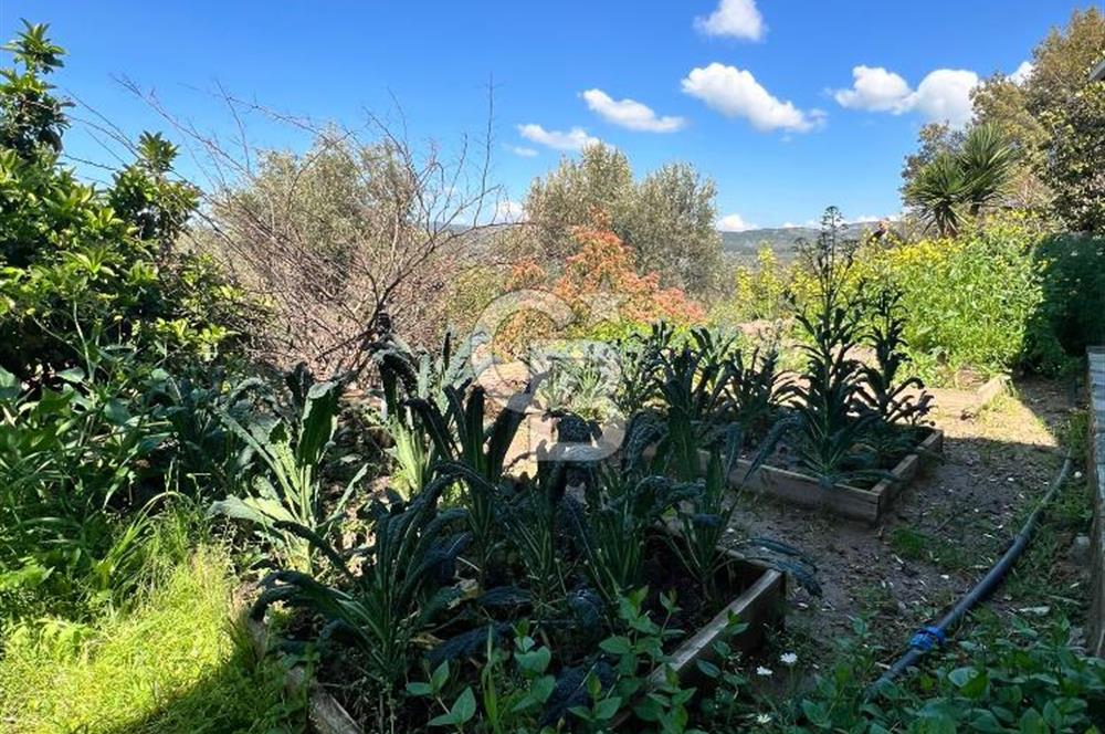 Doğanın Kalbinde Saklı Bir Cennet: Modern ve Masalsı Kiralık Ev