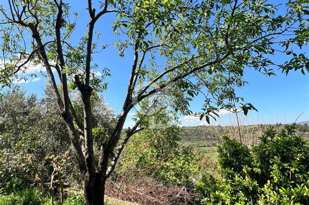 Doğanın Kalbinde Saklı Bir Cennet: Modern ve Masalsı Kiralık Ev